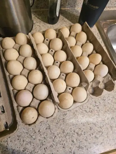 duck eggs, View more