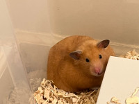 1 Year Old Female Syrian Hamster Looking For A New Home