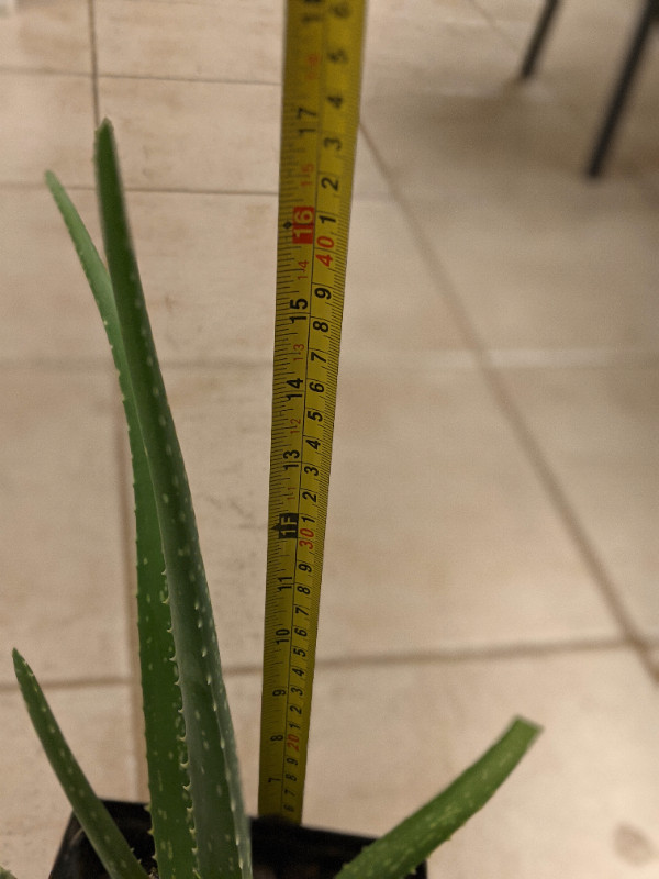 Very Healthy Medium Size Aloe Vera Plant pickup at west side in Plants, Fertilizer & Soil in Edmonton - Image 3