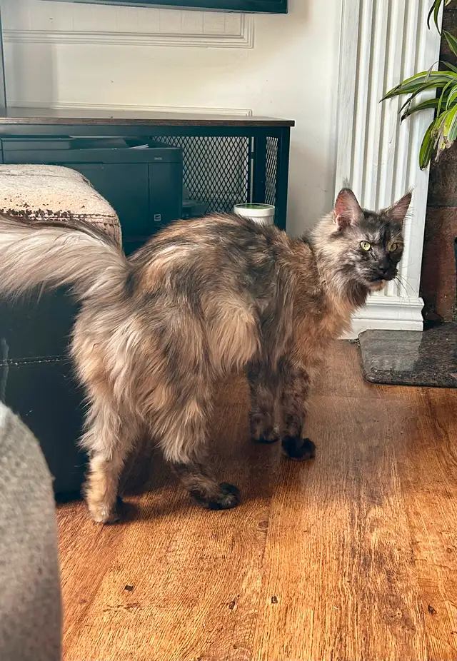 Maine Coon Femelle in Cats & Kittens for Rehoming in Lanaudière - Image 5