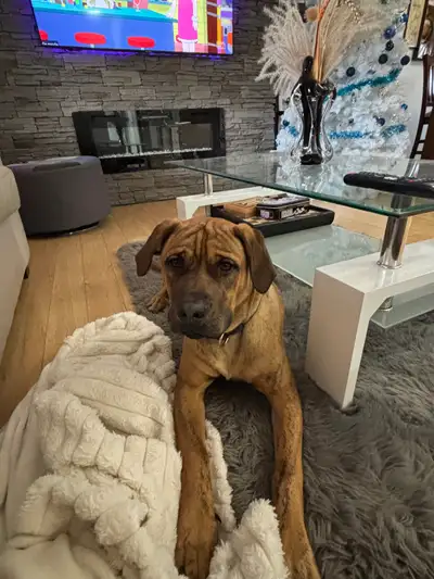 Presa Canario / Alano Espanol 7 month old  ( rare mix ), View more