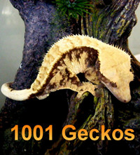 Beautiful Geckos - Crested and Leopard