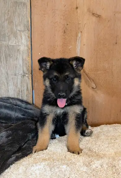Purebred German Shepherd Puppies, View more