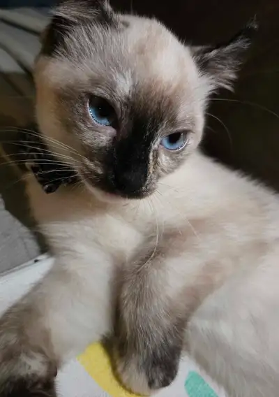 Chatton Ragdoll x Lynx, View more