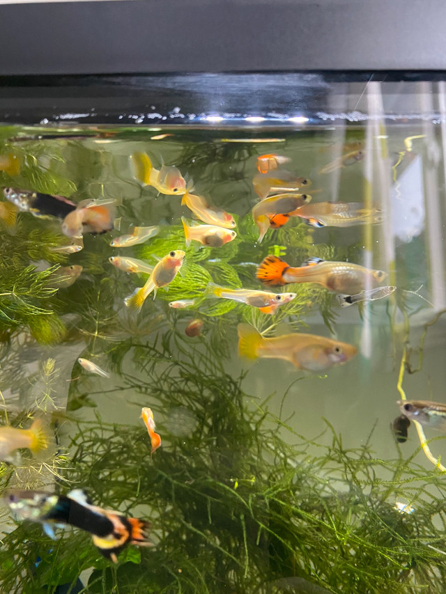 Yellow and Fancy Guppies For Sale (Sold Out) in Livestock in Barrie