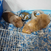 2  male guinea pigs 