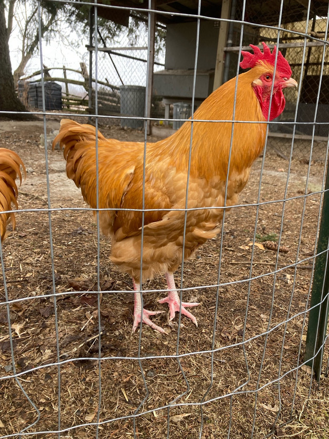 Buff Orpington Roosters needing new home in Free Stuff in Napanee - Image 2