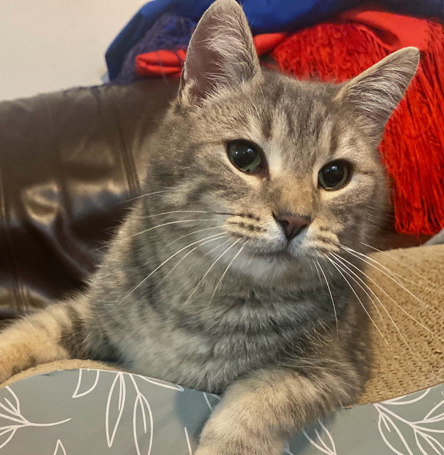 Zhenya needs a HOME in Cats & Kittens for Rehoming in Saskatoon - Image 4