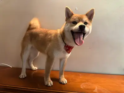 5 months mini janpanese Shiba Inu, View more