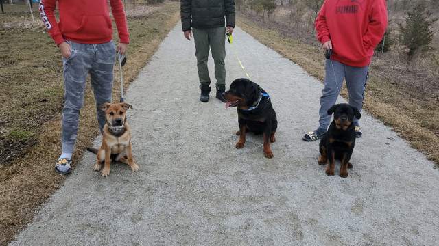 Dog Boarding in Animal & Pet Services in Oakville / Halton Region - Image 3