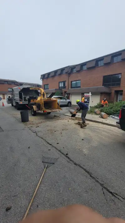 Arborist groundsman job, View more