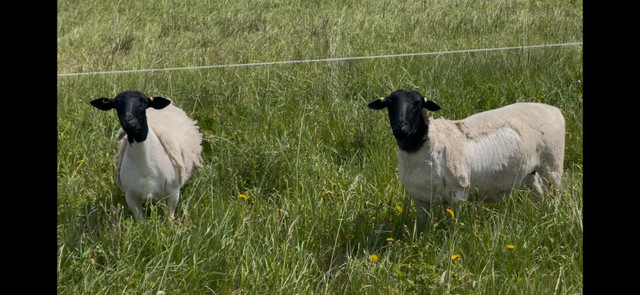 Bred Dorper Ewe Lambs in Livestock in St. Albert - Image 2