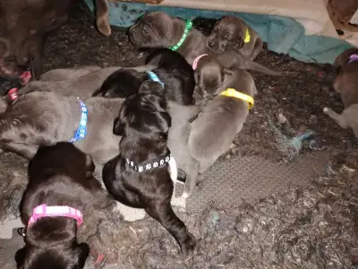 Pure bred Great Dane puppies, View more