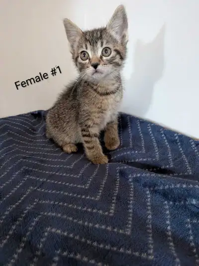 Adorable litter of kittens ready to go soon. Reserve yours now! Very sweet and friendly babies. Well...