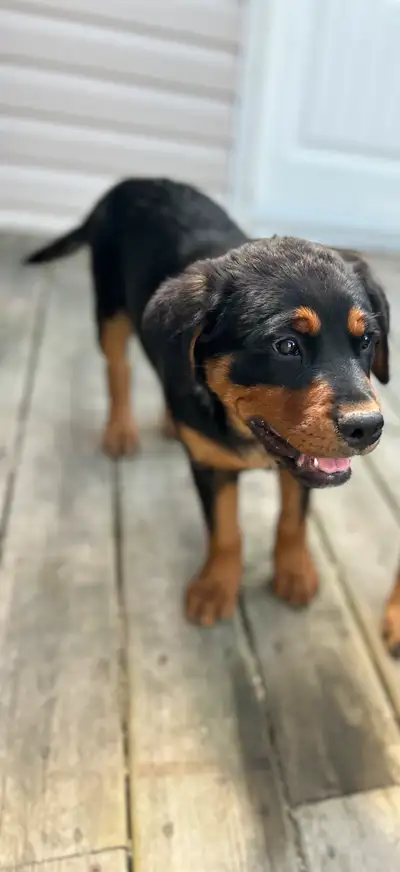 His name is Creed He is a Full Rottweiler Male Puppy. He was first pick of a litter we had and I had...