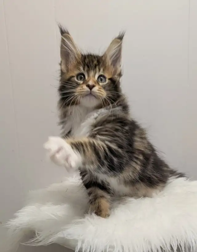 Adorable Purebred Maine Coon Kitten in Cats & Kittens for Rehoming in Moncton - Image 5