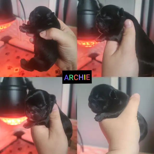 2 Fluffy French Bulldog Puppies in Dogs & Puppies for Rehoming in Winnipeg - Image 3