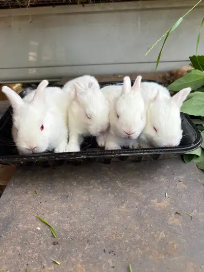 Two Month old Bunnies, View more