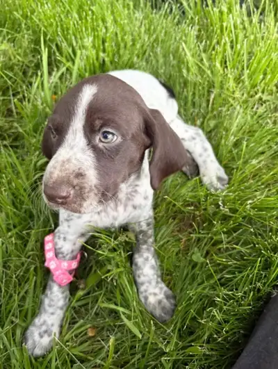 German Shorthaired Pointer Puppies, View more