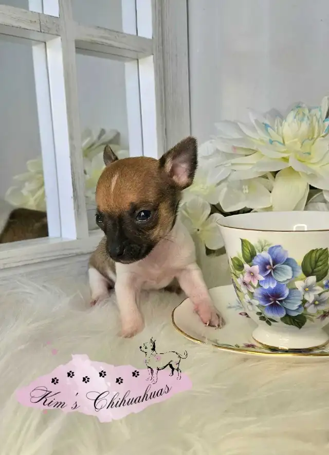 Chihuahua Puppies