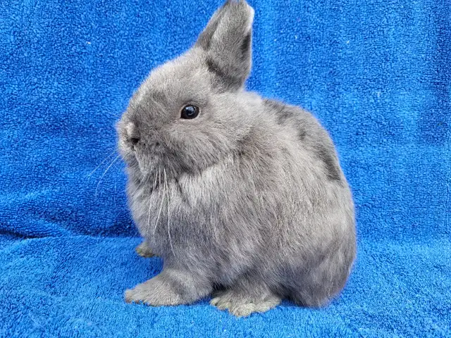 Lapin bélier Hollandais laineux * fuzzy Holland lop bunnies in Small Animals for Rehoming in City of Montréal - Image 11