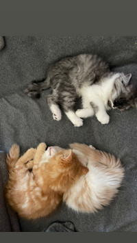Purebred Persian kittens 