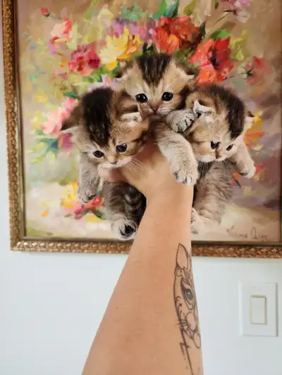 Purebred Socttish Fold Classic Golden Tabby Kittens Pedigree, View more