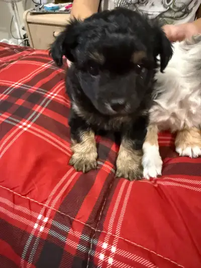 long haired chihuahuas for sale, black male with brown paws. Born on Christmas Eve.