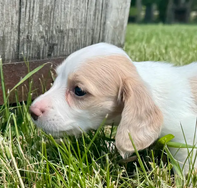 Dachshund puppies in Dogs & Puppies for Rehoming in St. Albert - Image 10