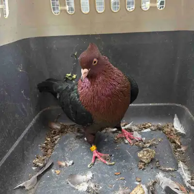Archangel Pigeon Male, View more