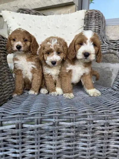 Adorable Miniature Cockapoo Puppies, View more