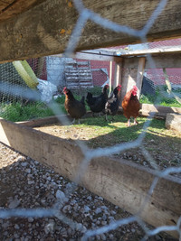 Laying Hens and Rooster Group