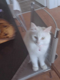 Chatte. A donner (Chertsey)