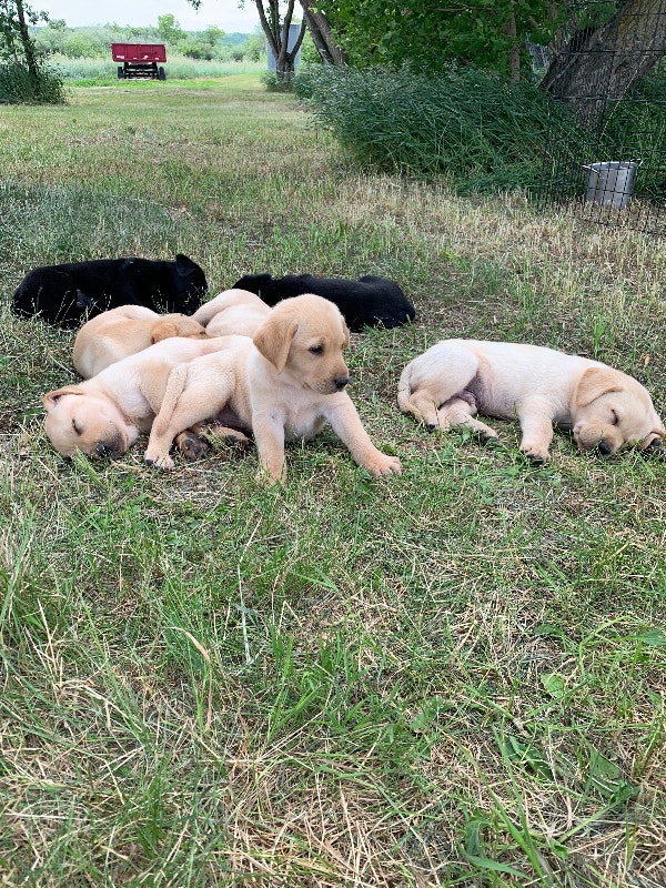 CKC REGISTERED LABRADOR RETRIEVER PUPPIES YELLOW & BLACK Dogs