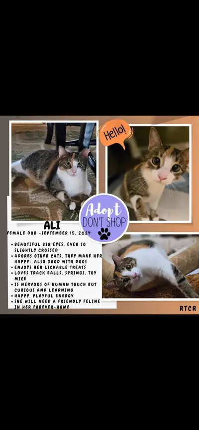 Ali—female cat for adoption!, View more