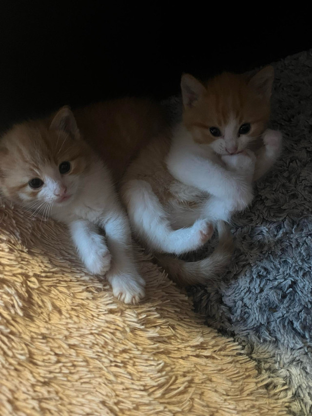Kittens for sale  in Cats & Kittens for Rehoming in North Bay - Image 4