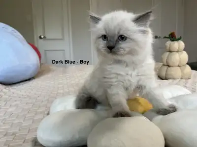 Ragdoll Kittens (TICA Cattery), View more