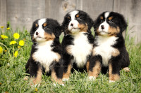 **** Canadian Kennel Club PURBRED Bernese Puppies ****