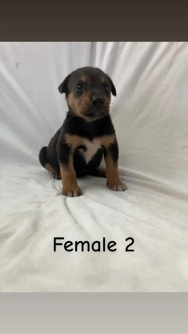 READY TO GO! Rottweiler x Lab puppies in Dogs & Puppies for Rehoming in Hamilton - Image 10