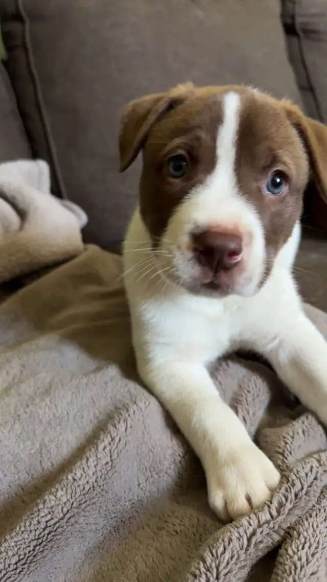 Husky Mix Puppies in Dogs & Puppies for Rehoming in St. Catharines - Image 4