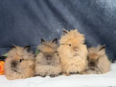 Purebred females lionhead, View more