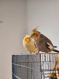 Male and female cockatiel for sale