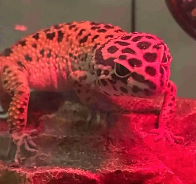 Leopard Gecko’s  in Other in City of Toronto - Image 6