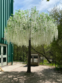 ATT: STAGERS AND EVENT PLANNERS-GORGEOUS 13FT  WISTERIA TREE