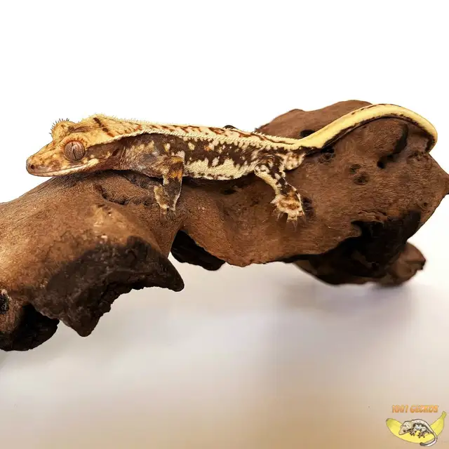 Beautiful Crested Geckos - Babies, Juveniles and Breeders | Reptiles ...