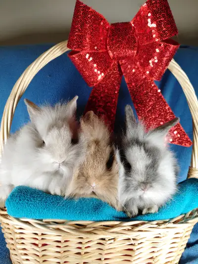 EXQUIS! Bébés lapins tête de lion nains. Dwarf Lionhead bunnies, View more