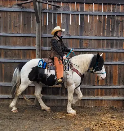 REG. SPOTTED DRAFT STALLION, View more