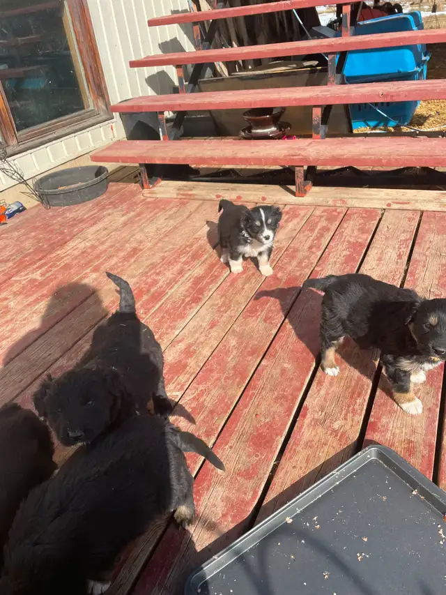 GREAT PYRENEES X PUPPIES in Dogs & Puppies for Rehoming in Grande Prairie - Image 11