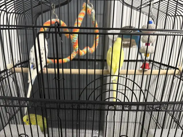 4 healthy birds for sale in Small Animals for Rehoming in Mississauga / Peel Region - Image 4