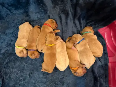 Red Retriever Puppies, View more